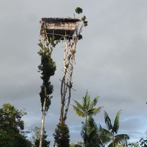 PAPOUASIE - Immersions chez les Papous Asmat et Korowai
